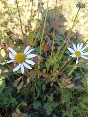 Leucanthemum vulgare