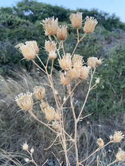 Centaurea salonitana