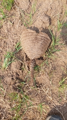 Chaetophractus villosus
