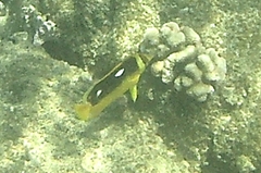 Chaetodon quadrimaculatus