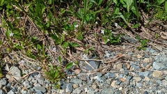 Micranthes ferruginea