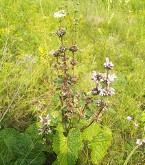 Phlomoides tuberosa