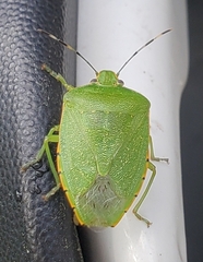 Chinavia marginata