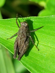 Tettigidea