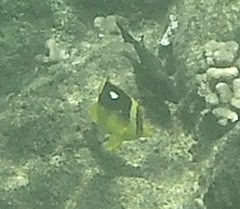 Chaetodon quadrimaculatus