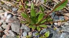 Micranthes ferruginea