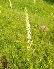 Aconitum barbatum
