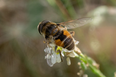 Eristalis
