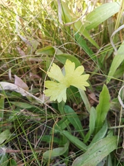 Ranunculus auricomus