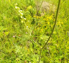 Aconitum barbatum