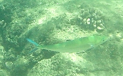 Scomberoides lysan
