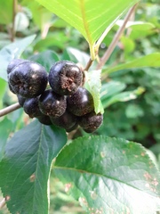 Aronia
