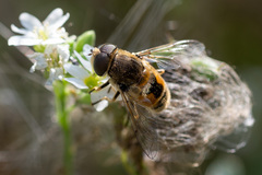 Eristalis