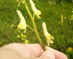 Aconitum barbatum