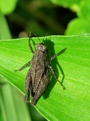 Tettigidea
