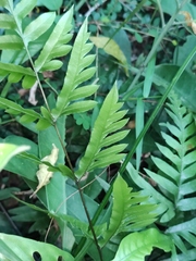 Pteris semipinnata