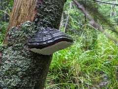 Fomitopsis ochracea
