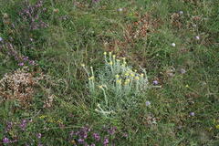 Helichrysum graveolens