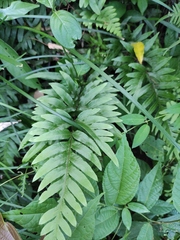 Pteris semipinnata