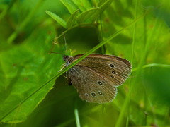 Aphantopus hyperantus