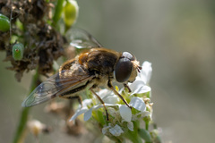 Eristalis