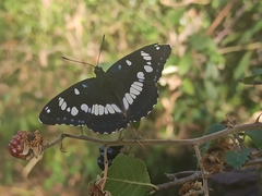 Limenitis reducta