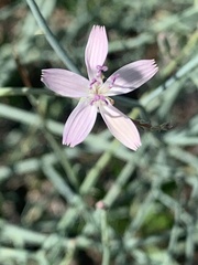Stephanomeria pauciflora