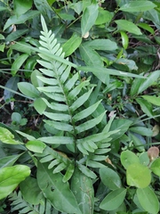 Pteris semipinnata