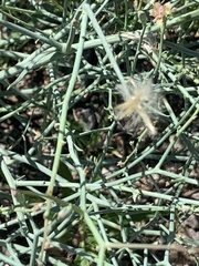 Stephanomeria pauciflora