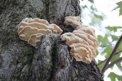 Climacodon septentrionalis