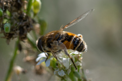 Eristalis