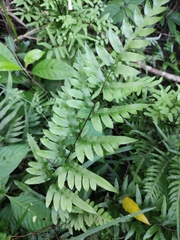 Pteris semipinnata
