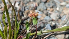 Agoseris aurantiaca