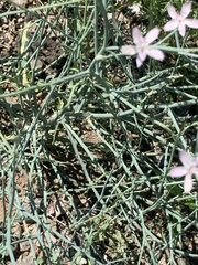 Stephanomeria pauciflora