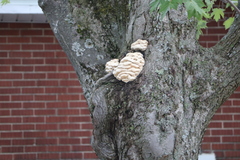 Climacodon septentrionalis