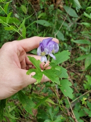 Aconitum uncinatum
