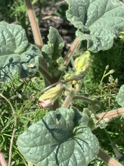 Proboscidea parviflora