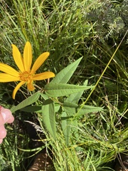 Helianthus hirsutus