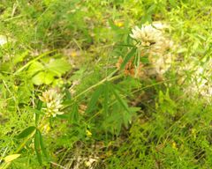 Trifolium lupinaster