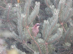 Garrulus glandarius