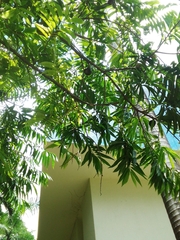 Annona reticulata
