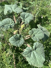 Proboscidea parviflora