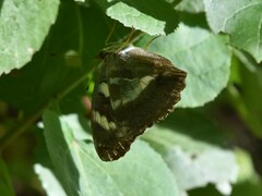 Argynnis sagana