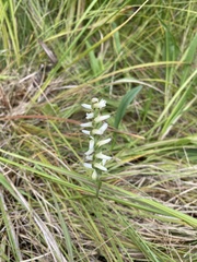 Spiranthes
