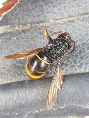 Vespa velutina nigrithorax