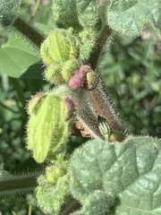 Proboscidea parviflora