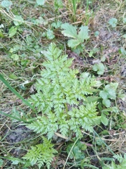 Anthriscus sylvestris