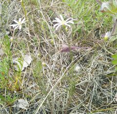 Galatella angustissima
