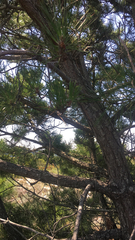 Pinus