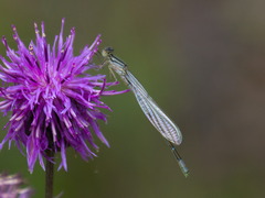 Enallagma risi